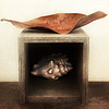 leaf & shell