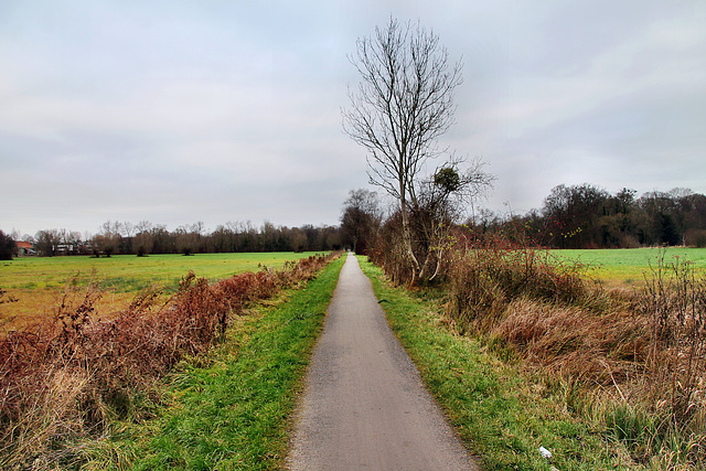 Fährweg in den Lippeauen (Hamm-Heessen) / 16.12.2023