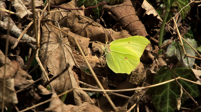 Brimstone Butterfly