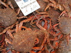 Seespinnen Seespinnen