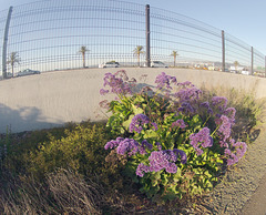 Alexander Zuckermann Bicycle-Pedestrian Path (0100)