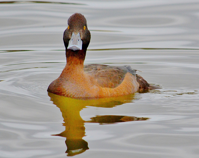 Tufted Duck, female