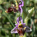 Ophrys scolopax - 2015-04-21--D4 DSC0373