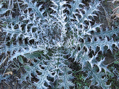Frost on a thistle