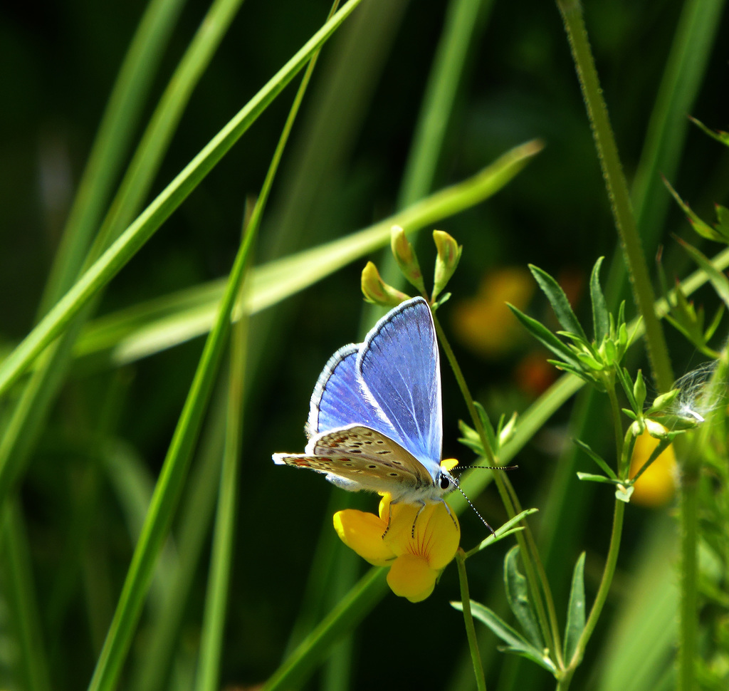 common blue