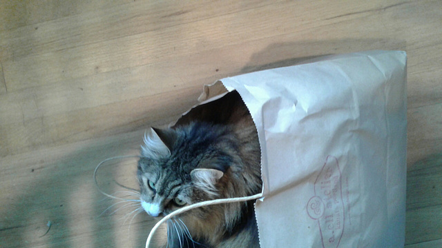 Kitty in a bag