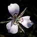 Sagebrush Mariposa Lily