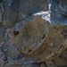 ein Gesicht aus Stein ... an der Küste bei Fenais da Ajuda (© Buelipix)