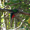 Resplendent Quetzal (female)