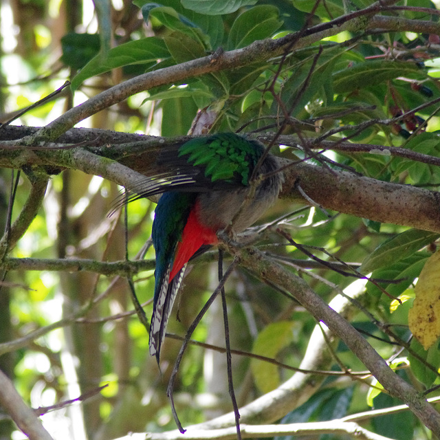 Resplendent Quetzal (female)