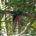 Resplendent Quetzal (female)