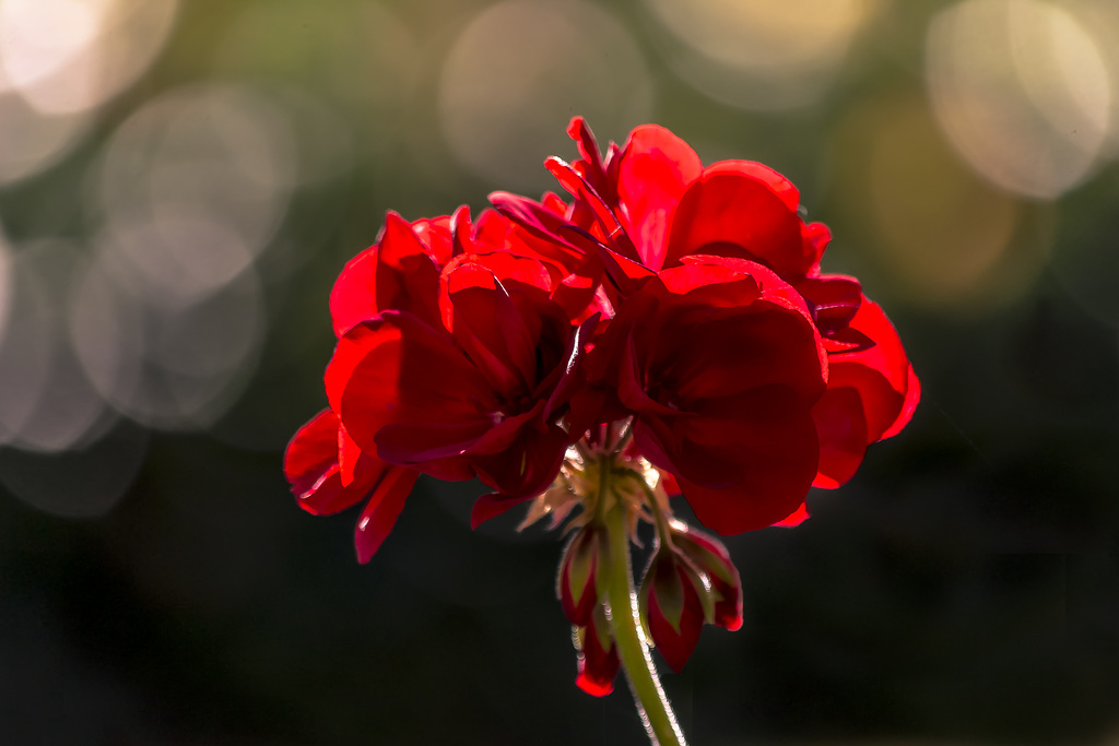 flor con bokeh potente