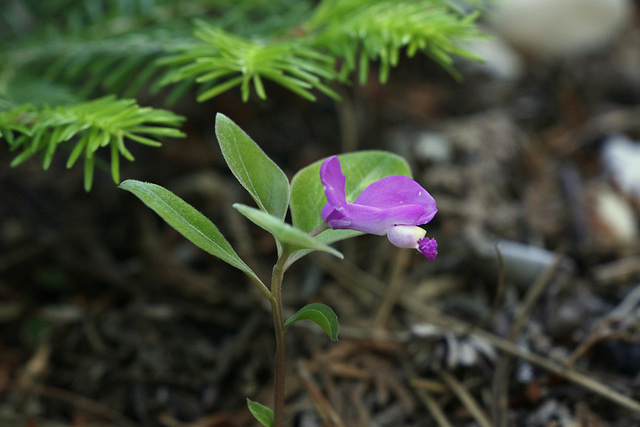 Fringed Milkwort