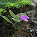 Fringed Milkwort