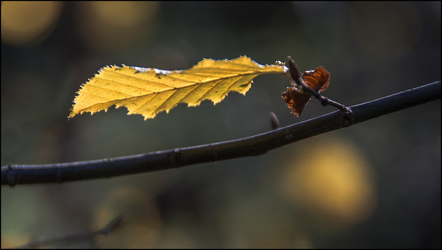 The Last Leaf