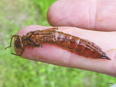 Dragonfly Larva(?) casing