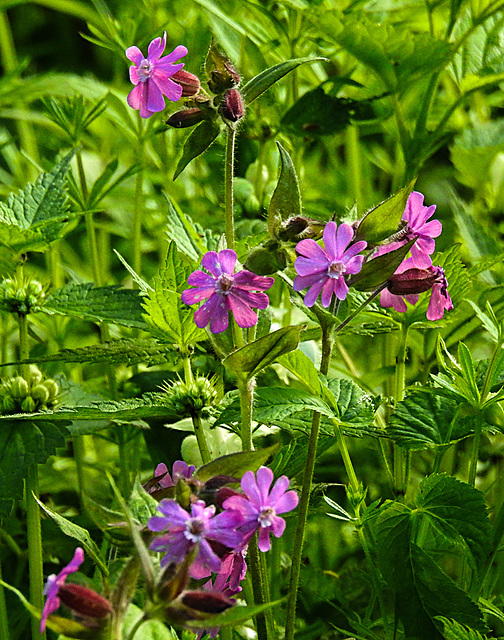 20210524 0205CPw [D~LIP] Blume, UWZ,  Bad Salzuflen