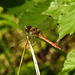 20210927 2959CPw [D~LIP] Große Heidelibelle (Sympetrum striolatum) [w], UWZ, Bad Salzuflen