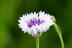 Kornblume Blau/Weiß