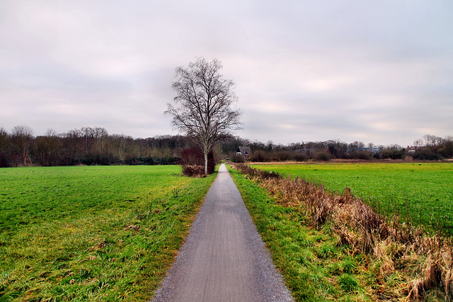 Fährweg in den Lippeauen (Hamm-Heessen) / 16.12.2023