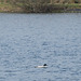 Male Goosander