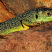 LACERTA BILINEATA