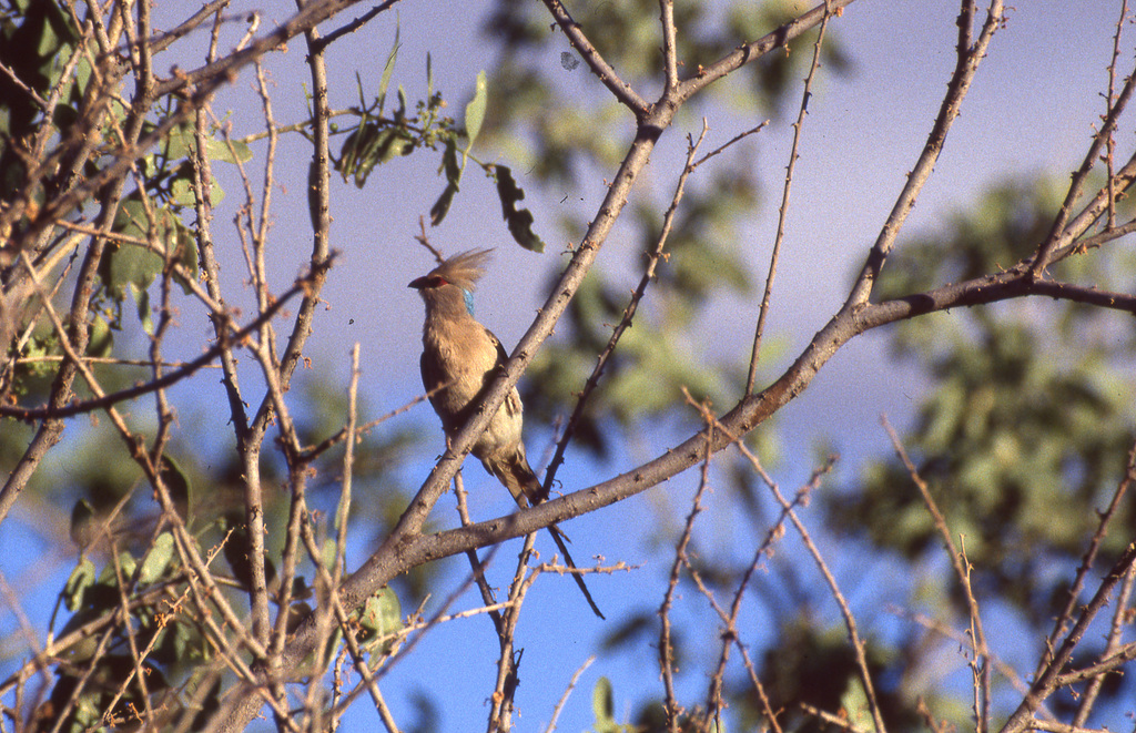 Blue-naped Mousebird