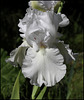 Madeira Belle