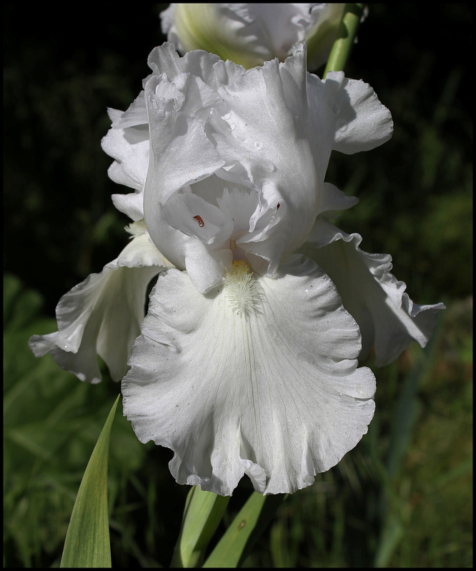 Madeira Belle