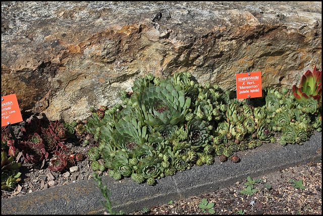 Collection des Sempervivum (15)