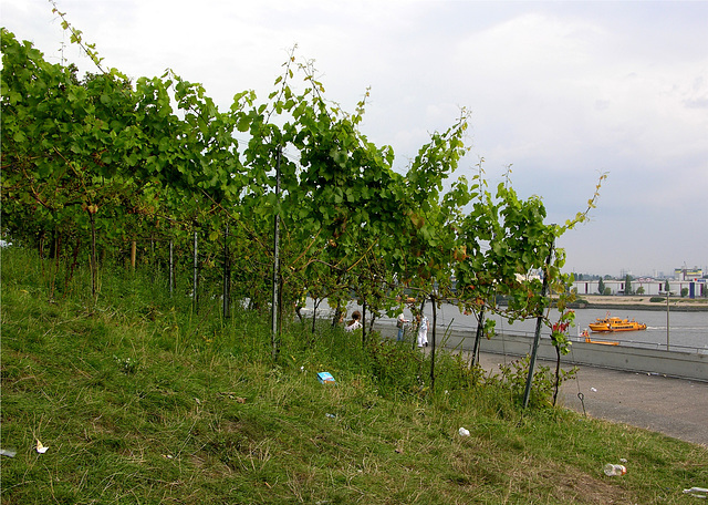 Deutschlands nördlichster Weinberg?