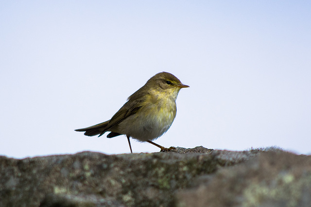 Willow Warbler