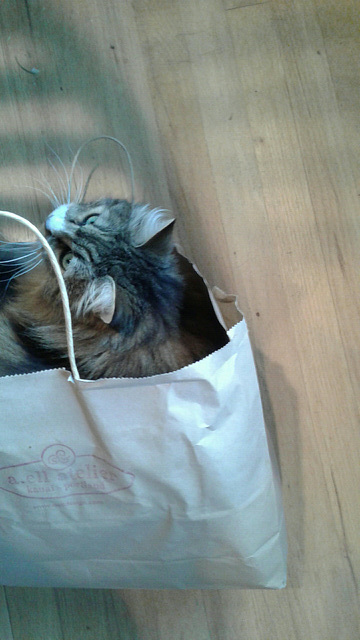 Kitty in a bag