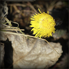 La tête jaune ;-)