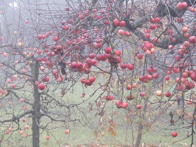 Baum voller Äpfel