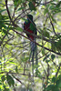 Resplendent Quetzal (male)