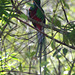 Resplendent Quetzal (male)