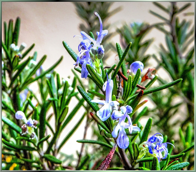 Flowering rosemary... ©UdoSm