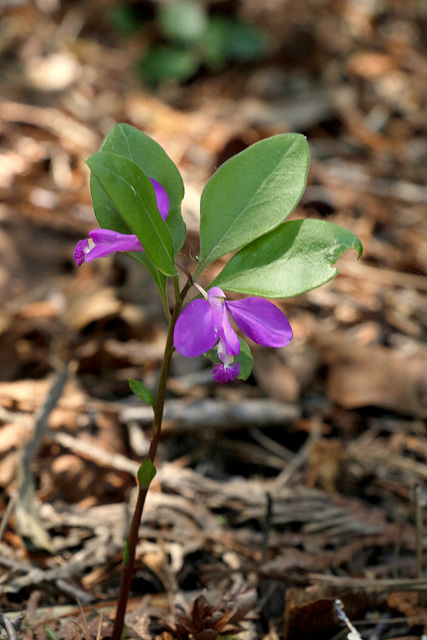 Fringed Milkwort