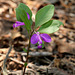 Fringed Milkwort