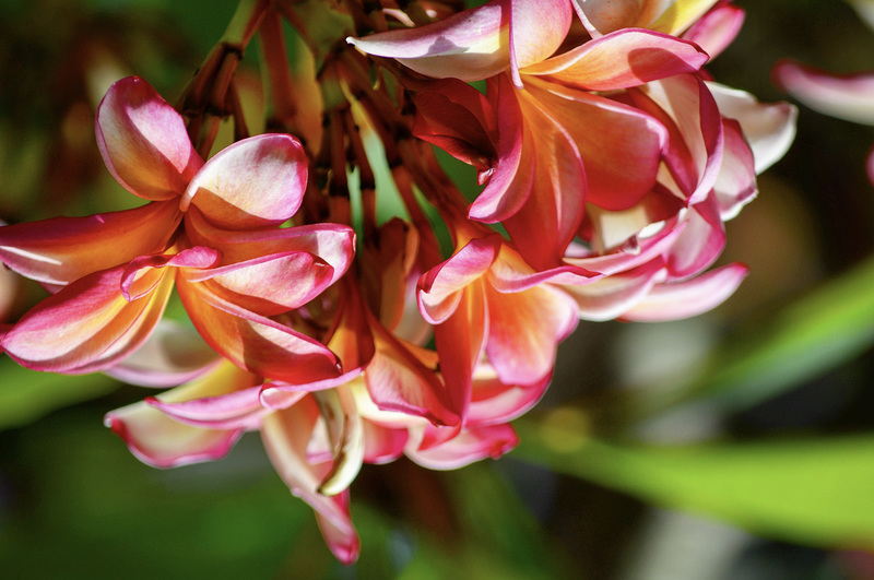 Plumeria - Kokohead Crater Botanical Gardens