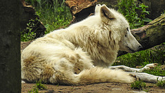 20210709 1483CPw [D~OS] Hudson Bay Wolf, Zoo Osnabrück