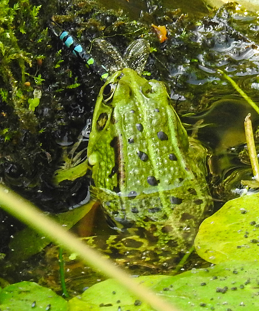 20210927 2960CPw [D~LIP] Teichfrosch, Blaugrüne-Mosaikjungfer, UWZ, Bad Salzuflen