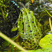 20210927 2960CPw [D~LIP] Teichfrosch, Blaugrüne-Mosaikjungfer, UWZ, Bad Salzuflen