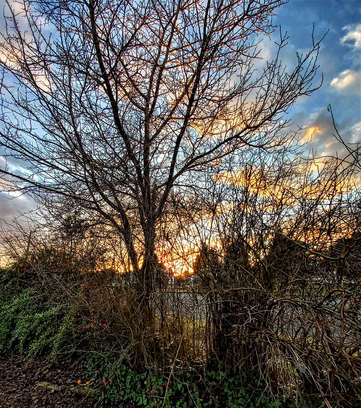 Evening Sky Through Our Front Fenceline