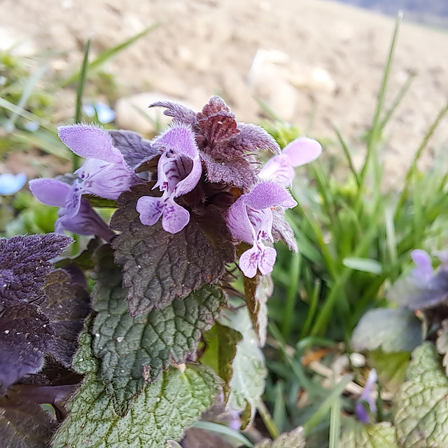 Purpurrote Taubnessel (Lamium purpureum)