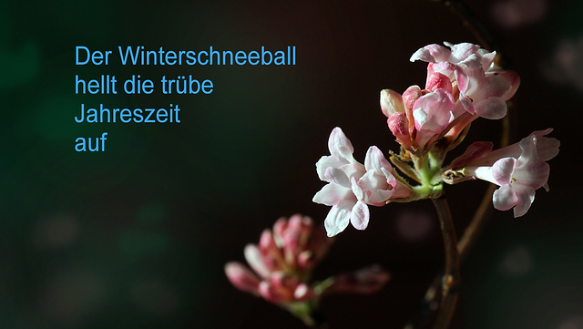 Winterschneeball