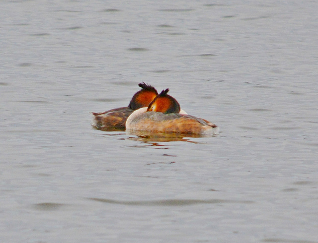 Great Crested Grebes