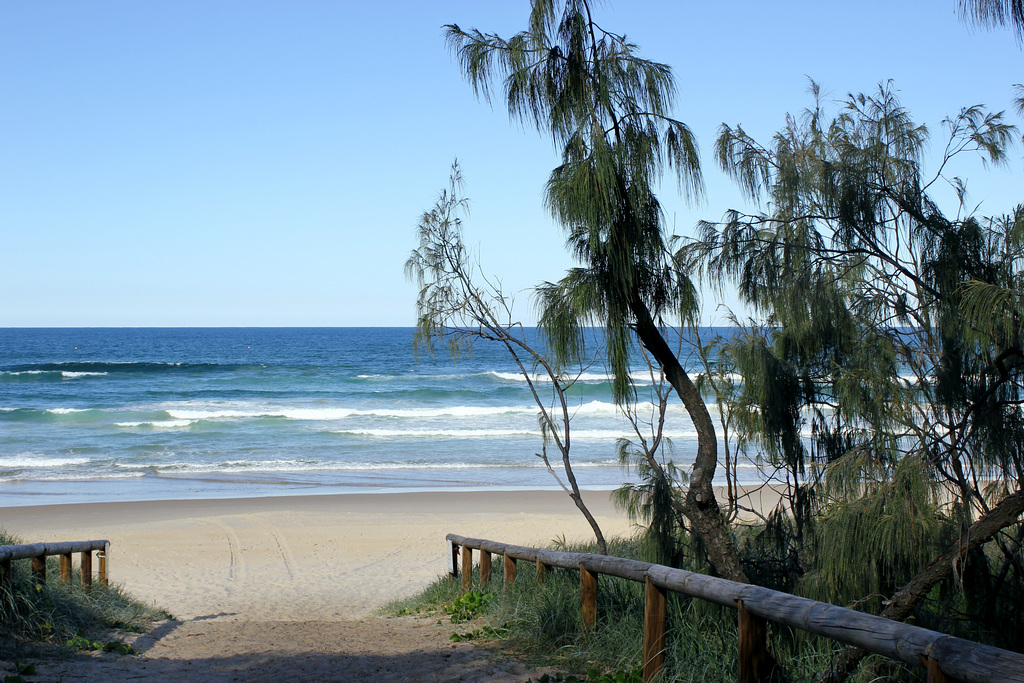 114/365  Beach Casuarina