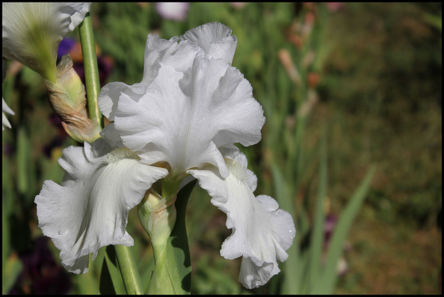 Madeira Belle